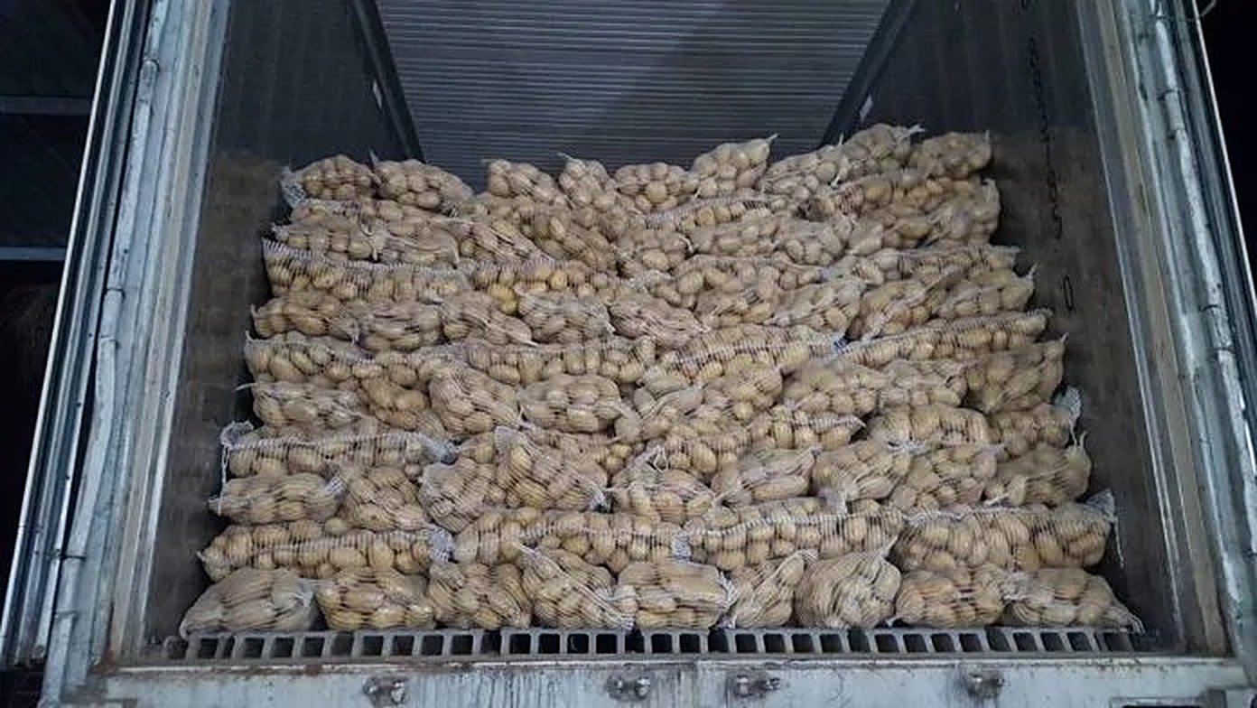 Bagged potatoes loaded for export