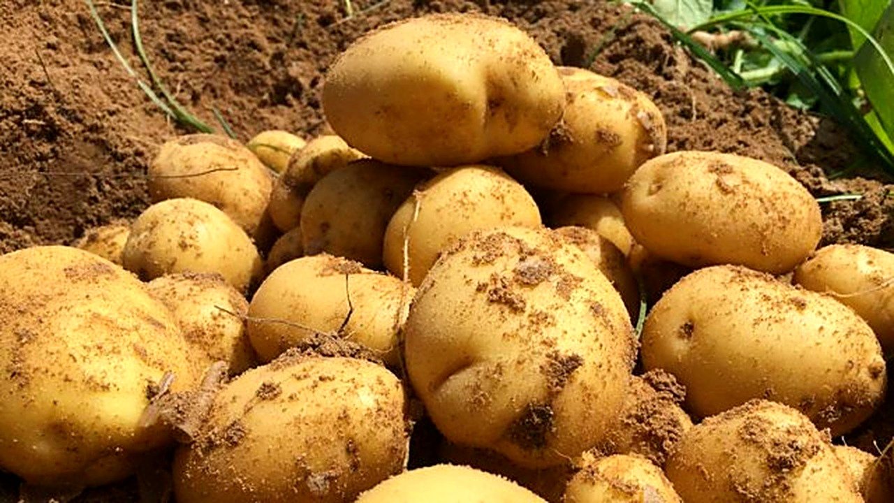 Potatoes
